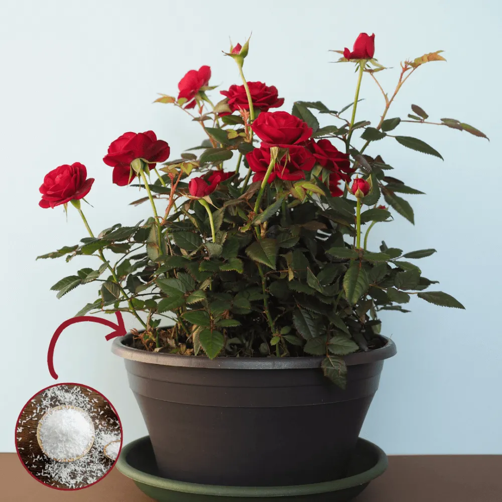 Cây trồng phát triển xanh tốt và khả năng hấp thụ dinh dưỡng tăng cao sau khi được bổ sung axit amin từ bột ngọt