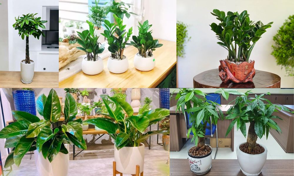 Tuổi Canh Thân Trồng Cây Gì Trước Nhà? Bí Quyết Thu Hút Tài Lộc, May Mắn