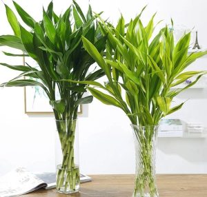 Tuổi Đinh Mão Trồng Cây Gì Hợp Phong Thủy? Bí Quyết Hút Tài Lộc, May Mắn Viên Mãn