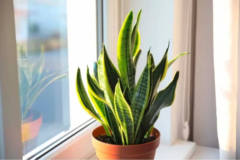 tuổi giáp dần 1974 trồng cây gì hợp phong thủy rước lộc vào nhà