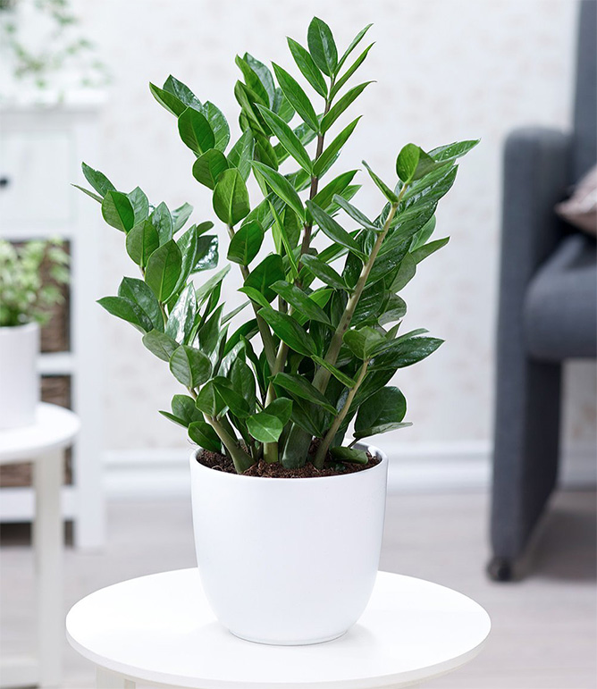 Tuổi Giáp Tý Nên Trồng Cây Gì Trước Nhà Để Gia Đạo Hưng Vượng, Tài Lộc Đong Đầy?