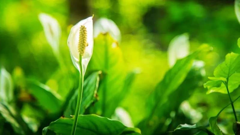 Cây Lan Ý thanh lọc độc tố cực tốt