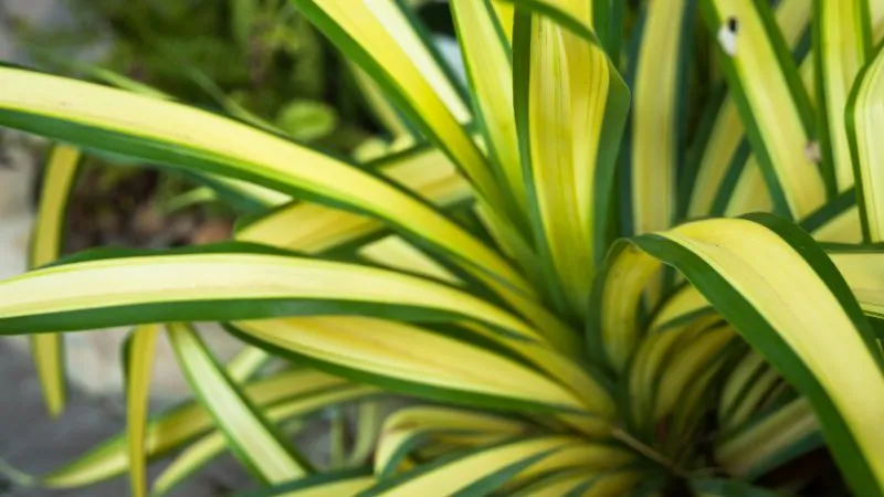 Cây dứa sọc vàng thu hút tiền tài