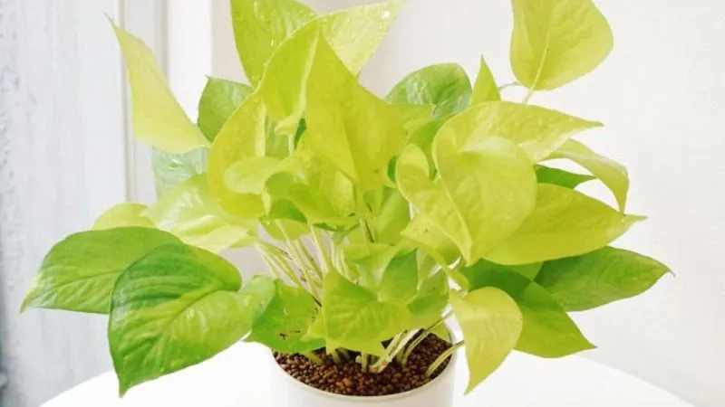 Cây Trầu Bà Vàng mang lại sự suôn sẻ