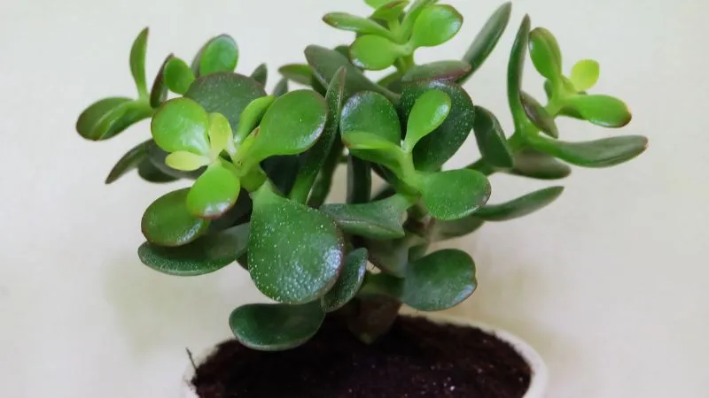 Cây Ngọc Bích biểu tượng của tài lộc