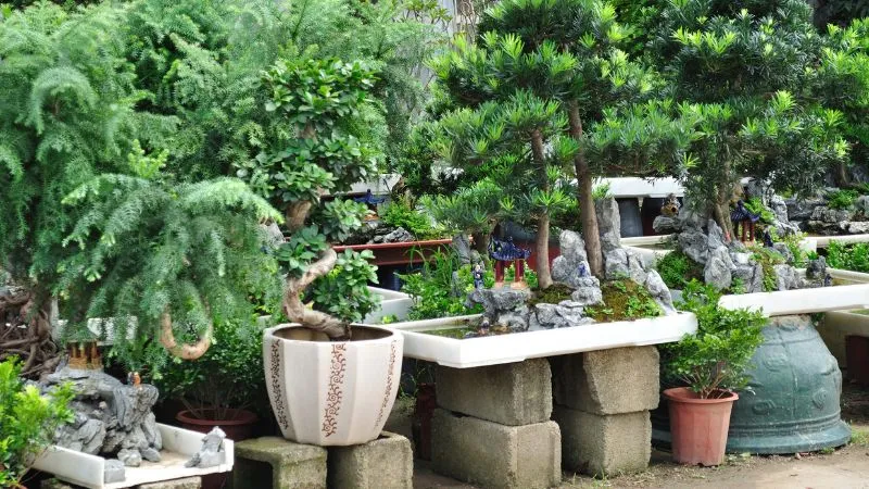 Cây Tùng La Hán mang vẻ đẹp trường tồn