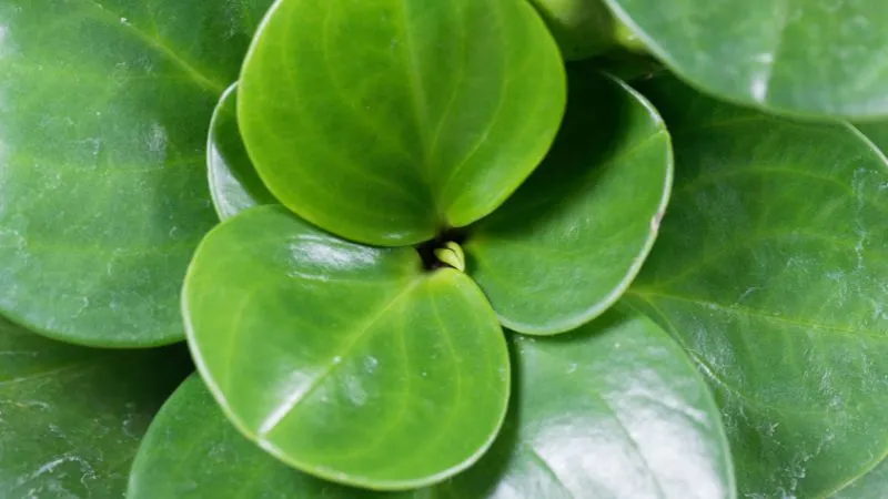 Cây Trường Sinh gắn kết gia đình