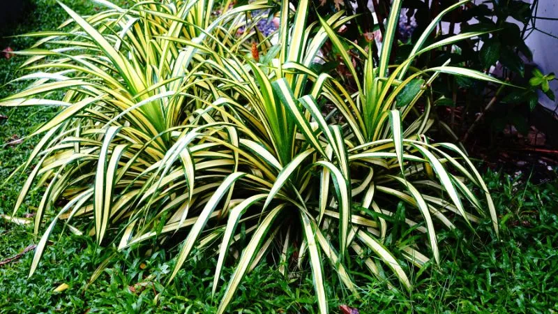 Cây Cỏ Lan Chi xanh mướt cho người mệnh Thủy