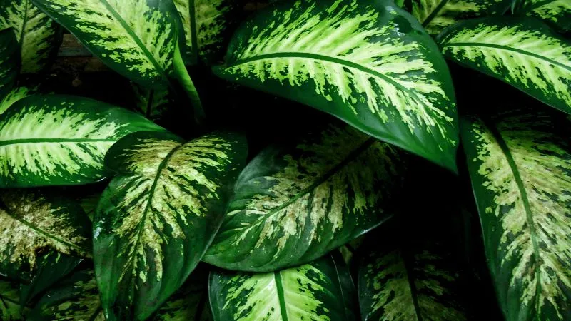 Cây Ngọc Ngân mang ý nghĩa tài lộc phú quý