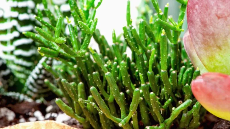 Cây Lộc Nhung độc đáo cho không gian sống