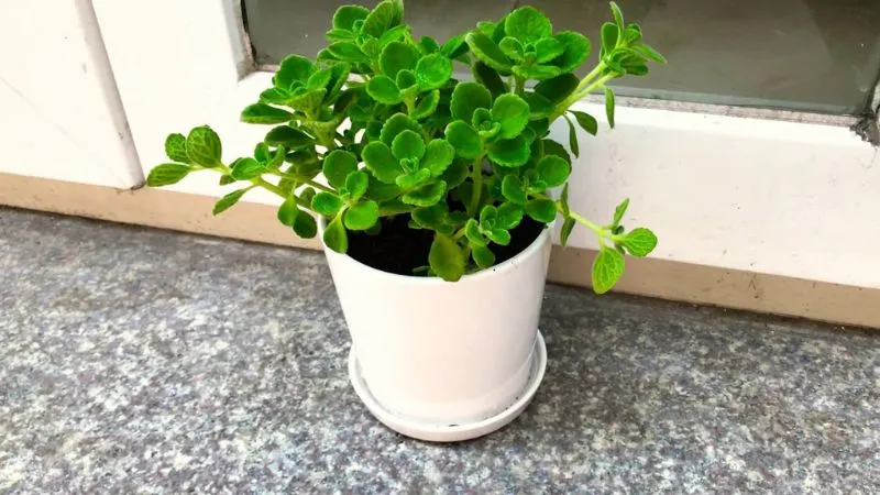 Cây Nhất Mạt Hương đuổi muỗi hiệu quả