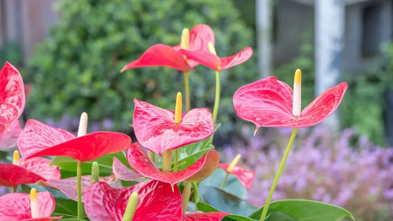 Cây Hồng Môn mang may mắn vào nhà