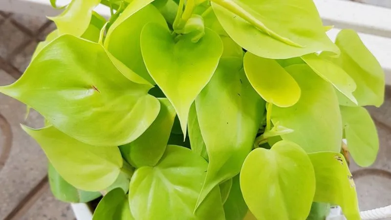 Trầu Bà Vàng cho người mệnh Thổ