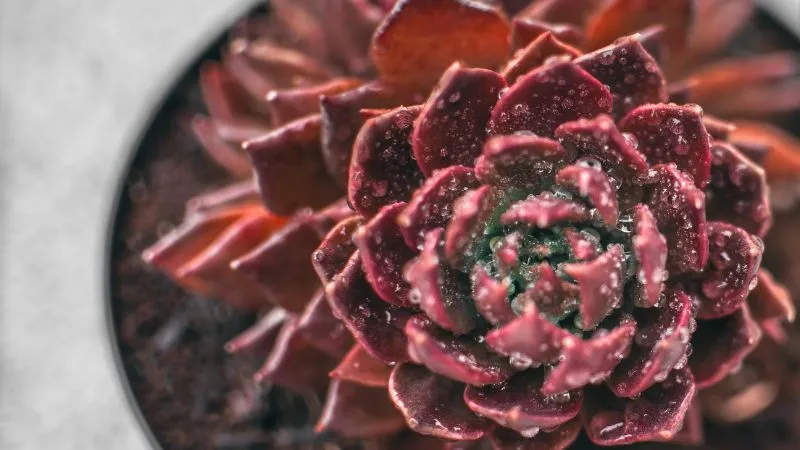 Sen đá nâu nhỏ nhắn hợp mệnh