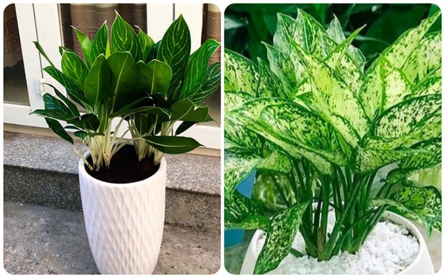 Cây Trong Nhà Hợp Mệnh Kim: Lựa Chọn Mang Lại Tài Lộc, May Mắn Và Cân Bằng Phong Thủy