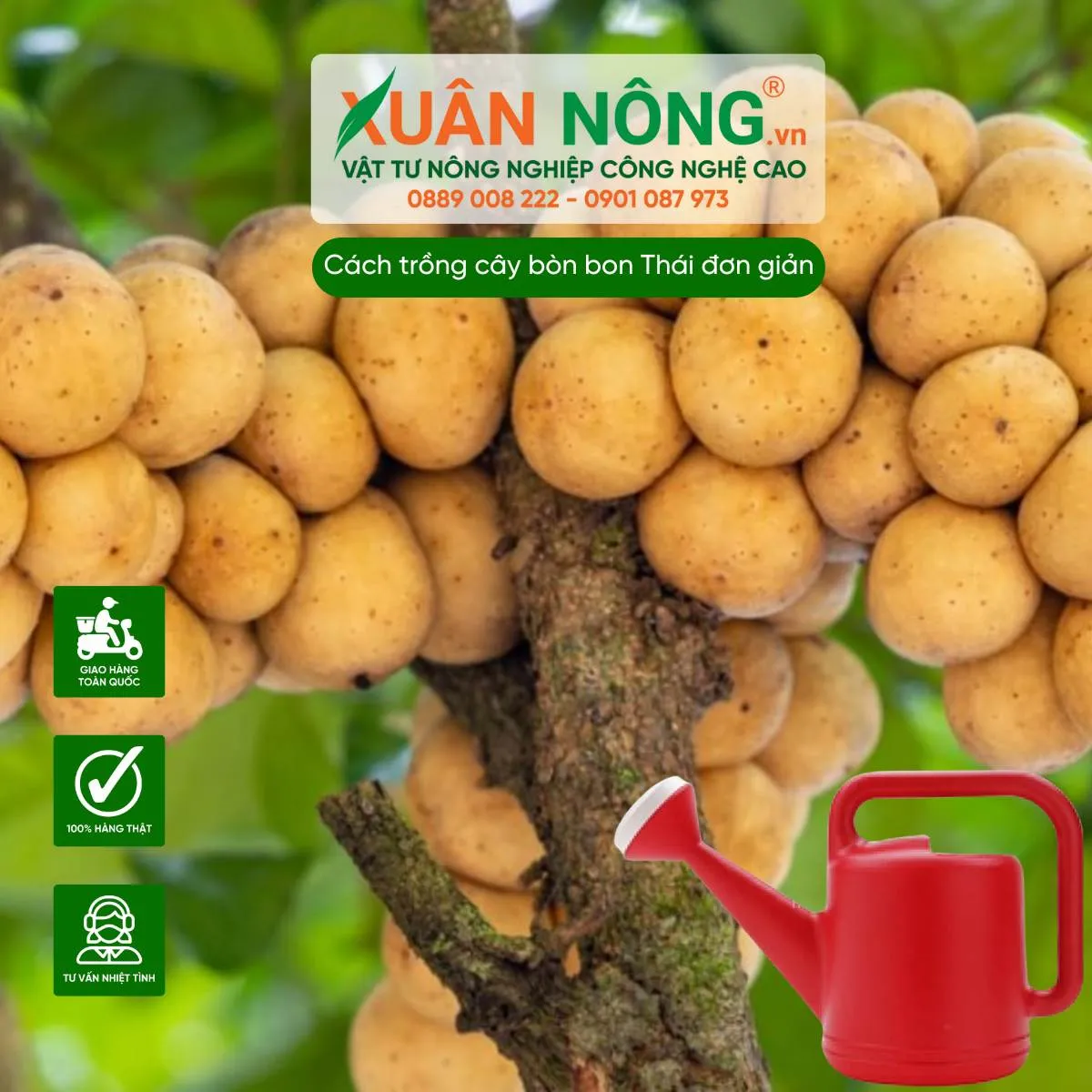 Thực hiện tưới nước vào gốc cây bòn bon để duy trì độ ẩm cần thiết