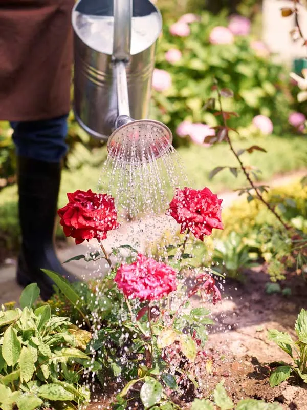 Tuoi Nuoc Cay Hoa Hong