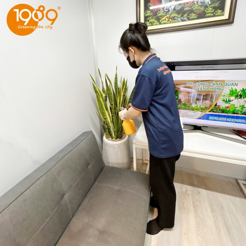 Cây Ô Môi Hoa Vàng: Giải Đáp A-Z Từ Việc Ăn Được Đến Lợi Ích Sức Khỏe Và Chăm Sóc