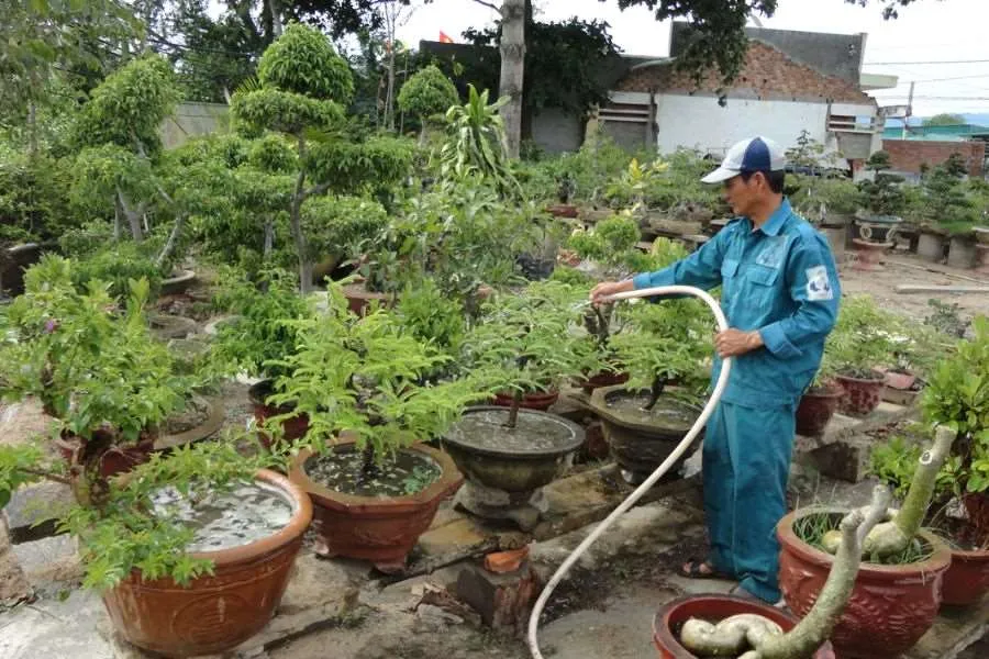 tưới nước cho cây