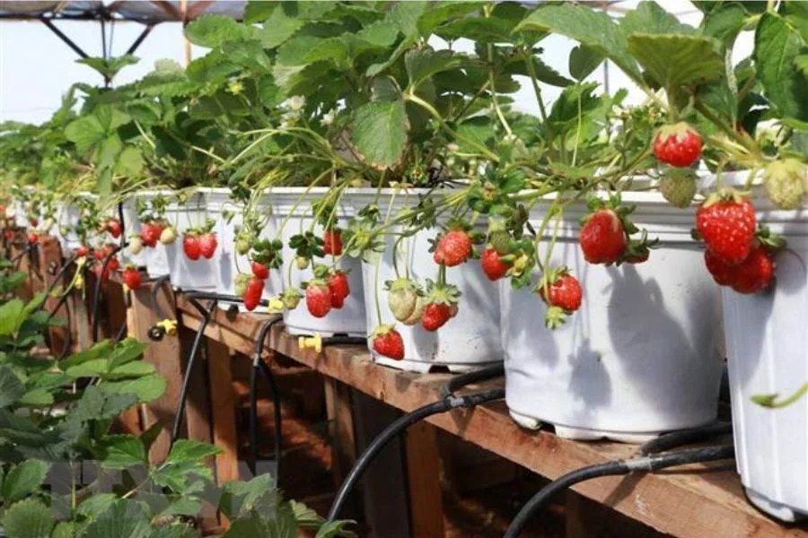 Tưới nước đều đặn cho cây dâu tây, tránh úng hoặc khô hạn.