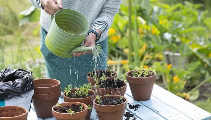 Nước tưới, nhiệt độ và ánh sáng phù hợp cho cây