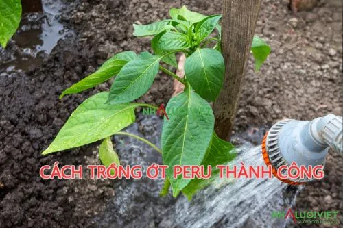 Tưới nước quá nhiều có thể làm cây ớt căng thẳng