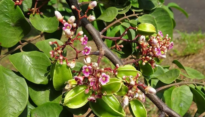 Tưới nước cho cây khế định kỳ hàng ngày