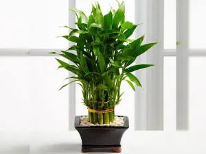 Cây Cảnh Phong Thủy Cho Tuổi Mậu Thìn 1988: Hút May Mắn, Tài Lộc Vẹn Toàn