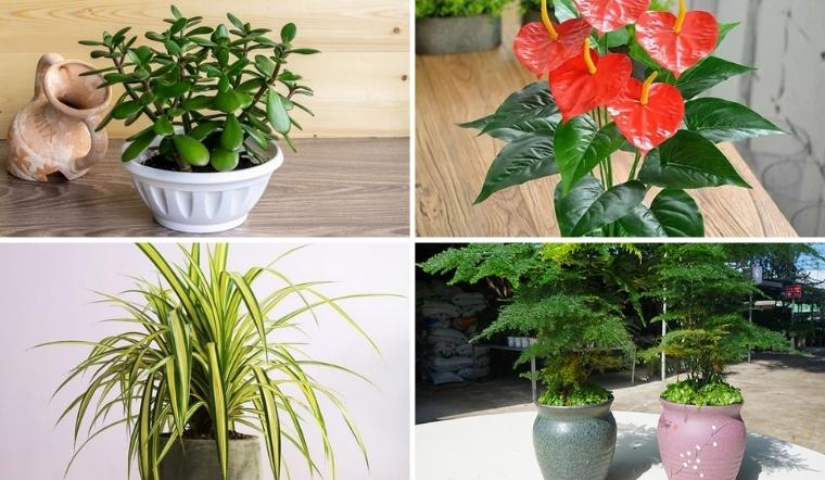 Tuổi Tỵ Nên Trồng Cây Gì Trong Nhà Để Đón Tài Lộc, May Mắn?