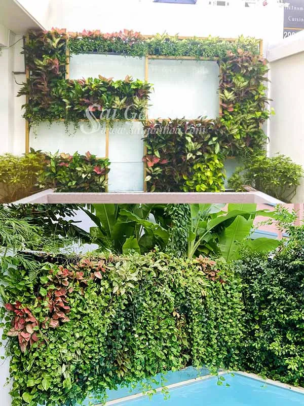 Tường cây sân vườn