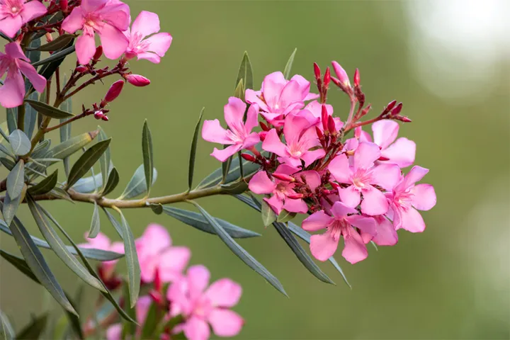 Cây trúc đào rất độc và có thể gây tử vong nếu vô tình ăn phải