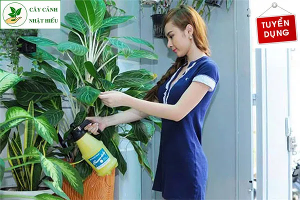 Nhân viên đang chăm sóc cây cảnh văn phòng