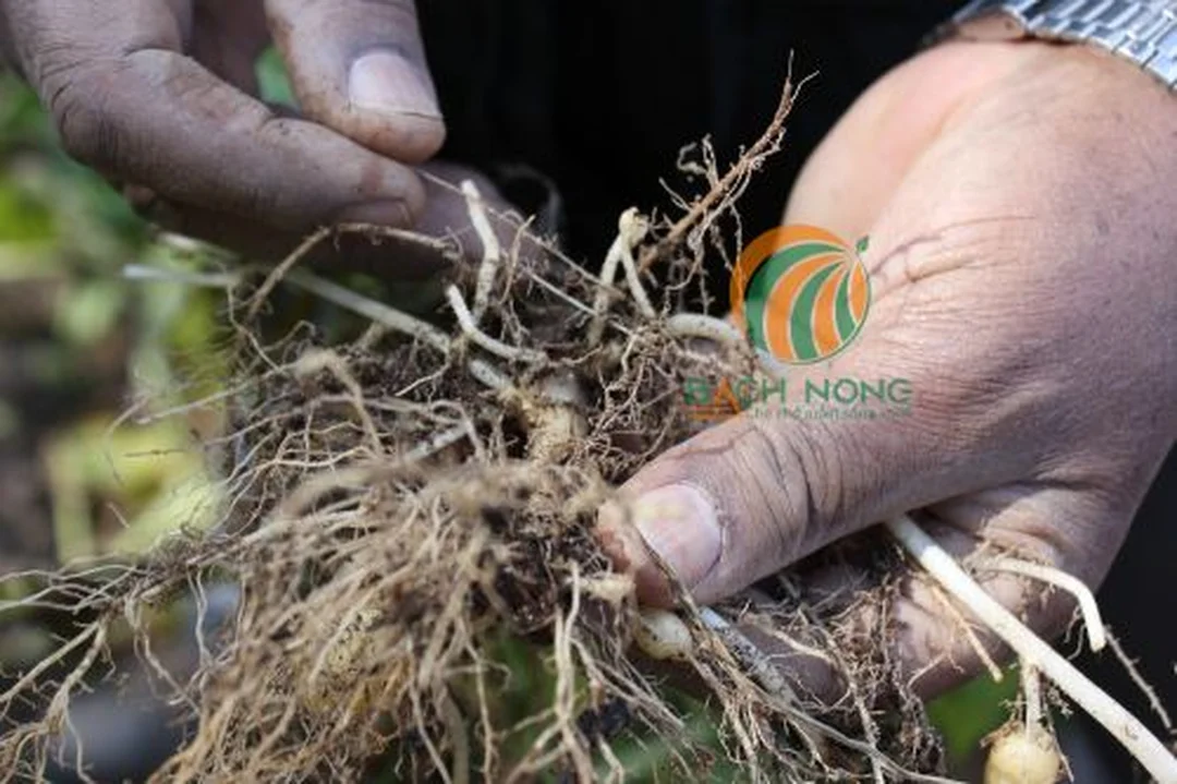 Tuyến trùng trong nhóm các loại côn trùng trong đất gây hại bộ rễ cây trồng