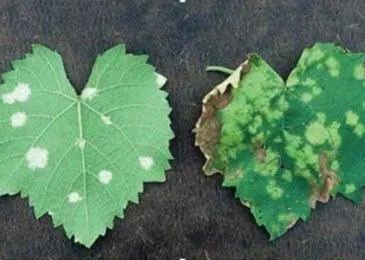 Sâu bệnh trên cây nho