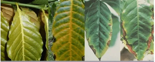 Triệu chứng thiếu kali trên cà phê: mép lá cháy khô, đốm nâu lan rộng từ ngoài vào