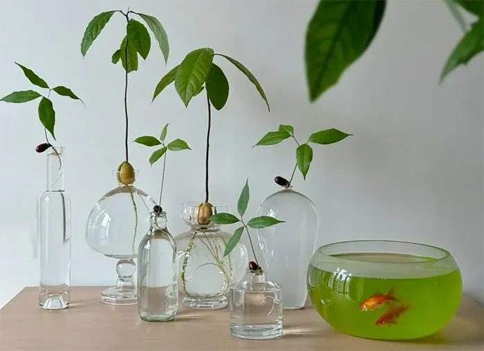 Cây bơ có thể trang trí trong các chai nước.