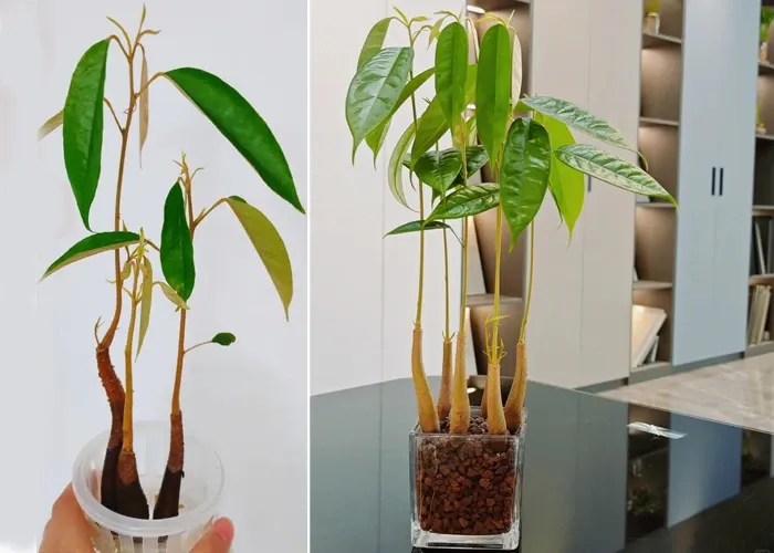 Cây sầu riêng có thể trang trí trong văn phòng. (Ảnh: Toutitao)