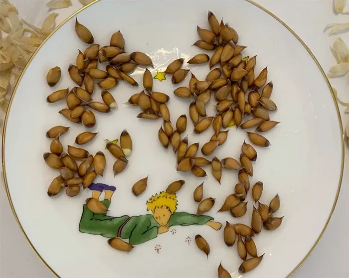 Tách vỏ hạt bưởi khi cây đã bắt đầu nảy mầm. (Ảnh Toutitao)