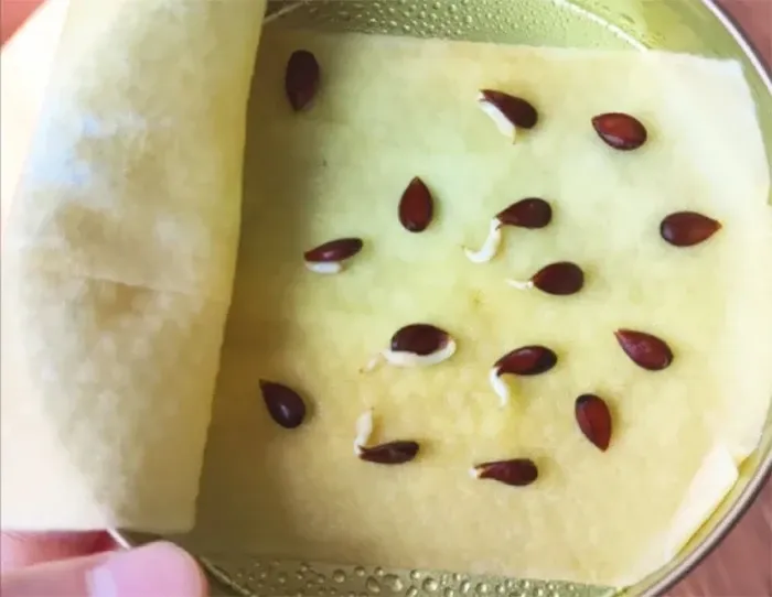 Chọn hạt táo tròn, dày mình để có tỷ lệ nảy mầm cao. (Ảnh: Toutitao)