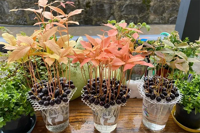 Hạt vải ươm mầm sẽ có màu hồng đẹp mắt. (Ảnh: Toutitao)