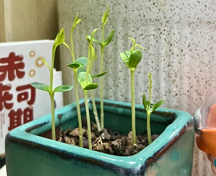 Cây táo khi trồng trong đất. (Ảnh: Toutitao)