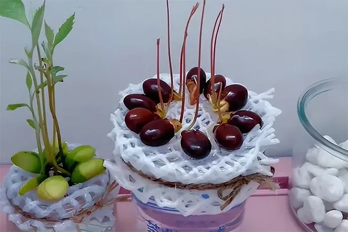 Muốn cây vải non có lá màu hồng, cần hạn chế ánh nắng. (Ảnh: Toutitao)