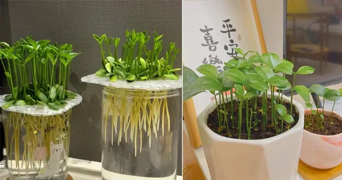 Hạt bưởi sau khi nảy mầm và thành cây. (Ảnh: Toutitao)