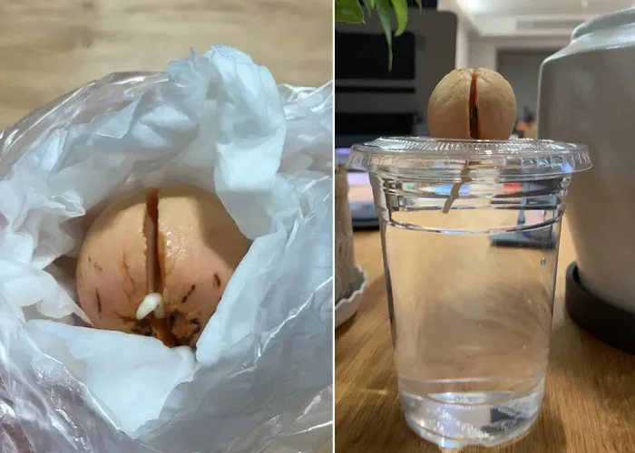 Bơ khi nảy mầm sẽ nứt đôi phần hạt. (Ảnh: Toutitao)