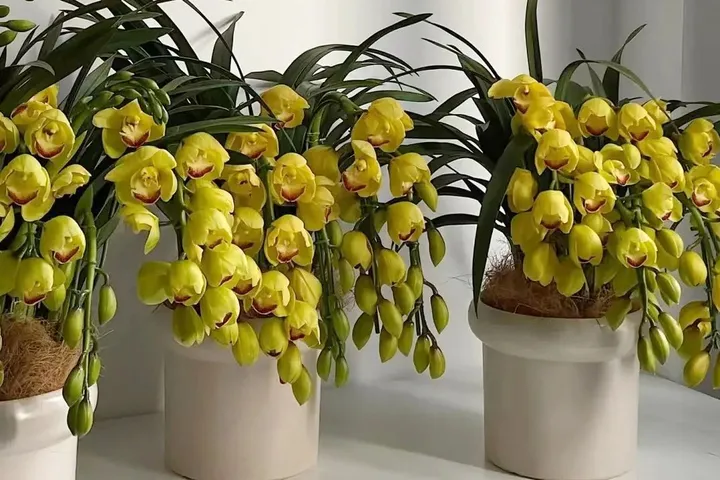 Giá thể địa lan cần cấu trúc xốp, kết hợp vỏ thông, xơ dừa và than củi để thoát nước tốt