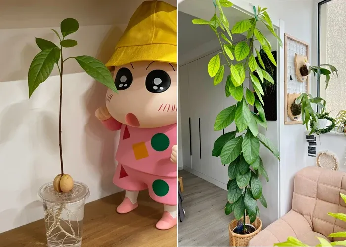 Hoặc trồng thành cây lớn trang trí nhà. (Ảnh: Toutitao)