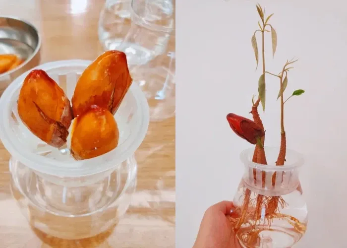 Hạt sầu riêng rất dễ nảy mầm. (Ảnh: Toutitao)