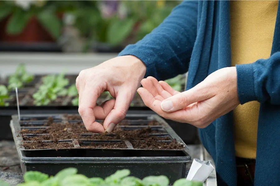 Gieo hạt dâu tây lên giá thể, phủ lớp đất mỏng.