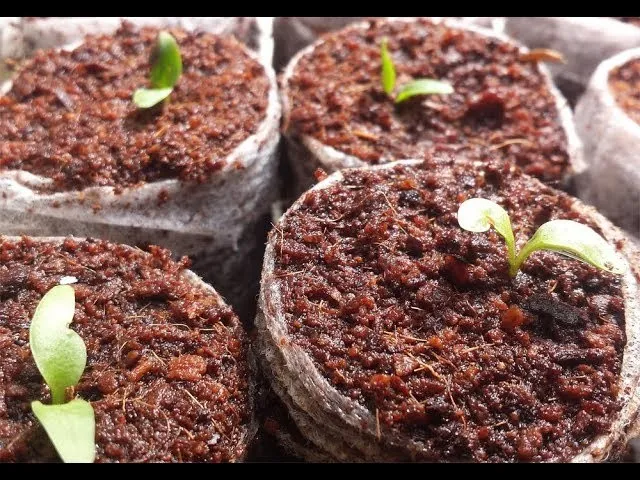 Trồng bằng hạt