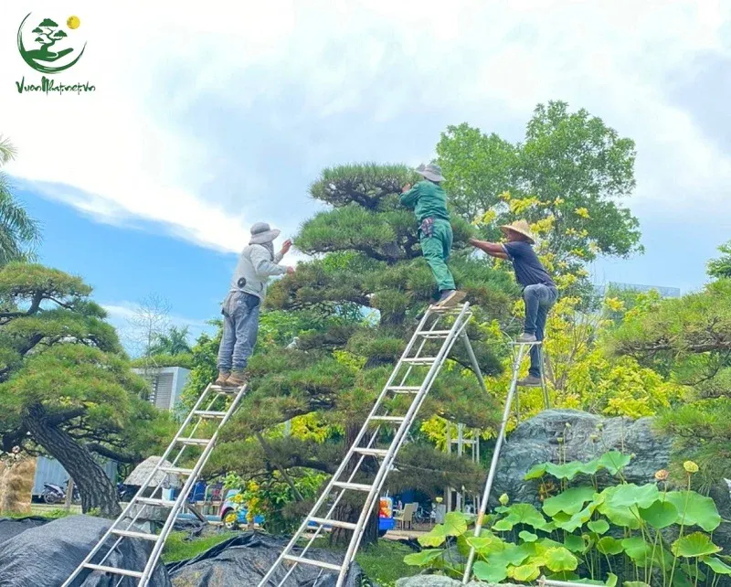 Uốn cành to giúp bonsai cân đối, vững chãi và tăng giá trị